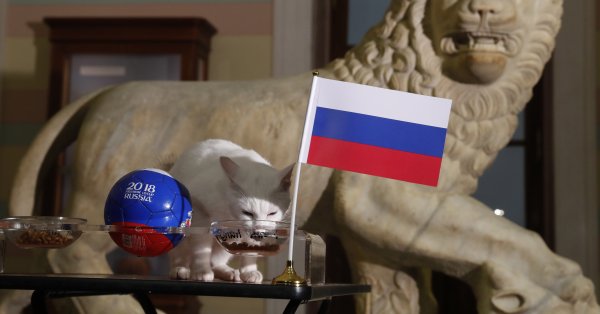 Руският котарак Ахил който стана известен гадател на футболни мачове